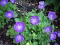 Carpathian harebell ، Carpathian Bellflower